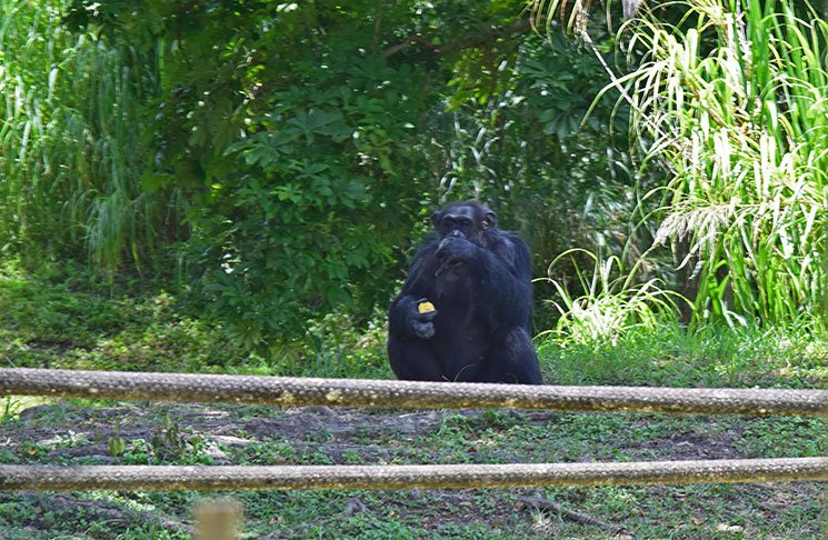 zoo-de-miami-36
