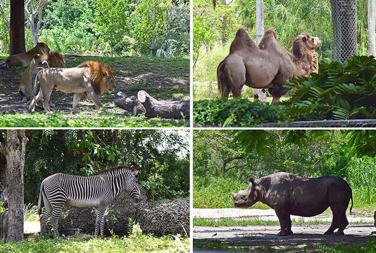 zoo-de-miami-4