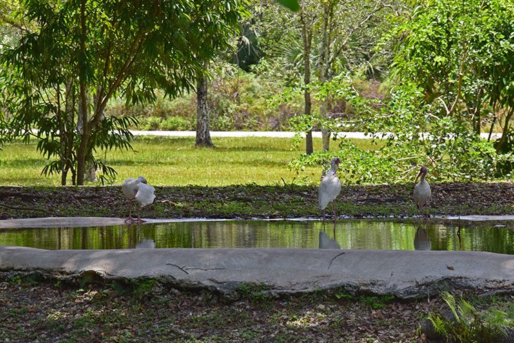 zoo-de-miami-6