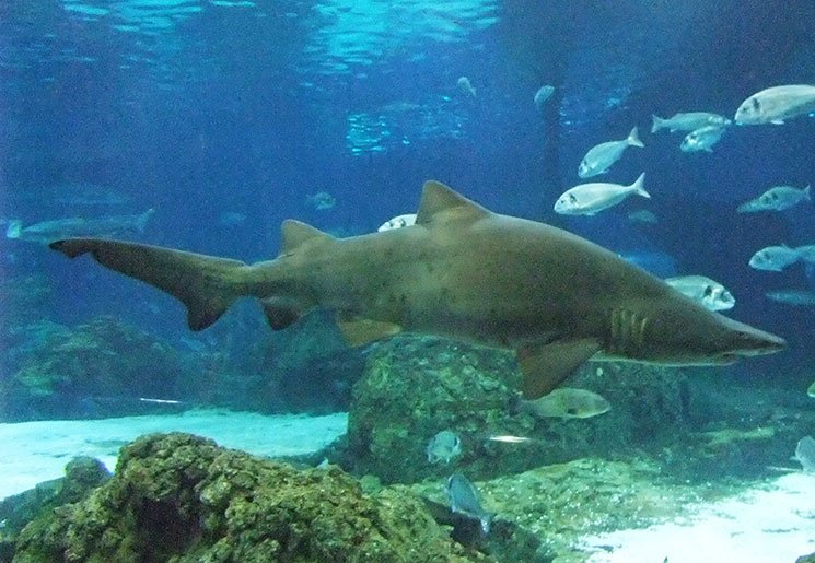 aquario-de-barcelona-18