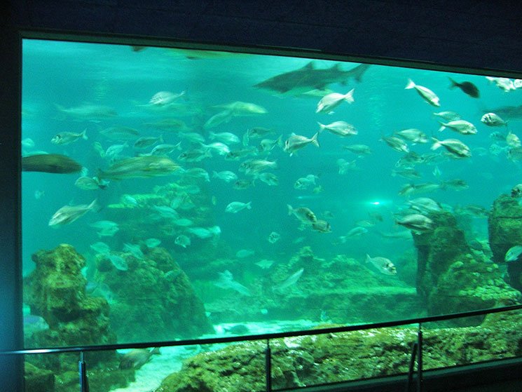 aquario-de-barcelona-2