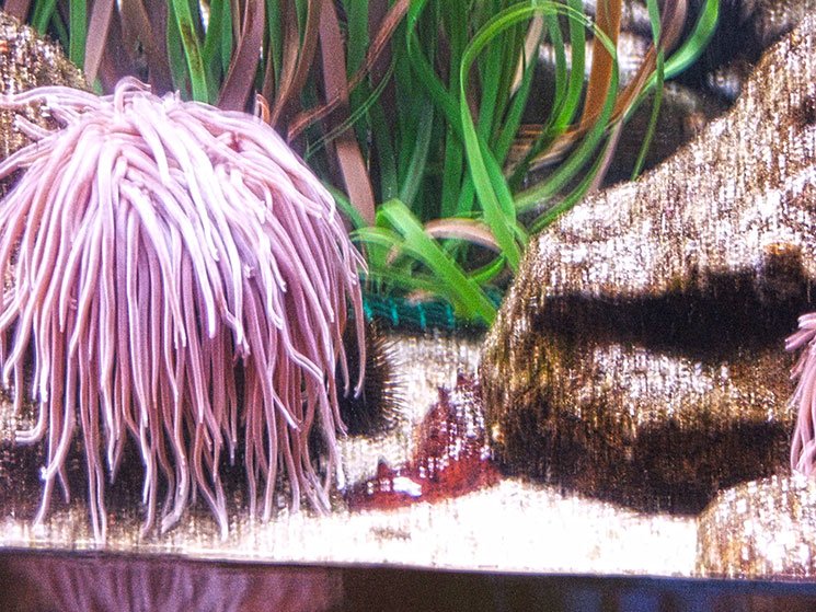 aquario-de-barcelona-7
