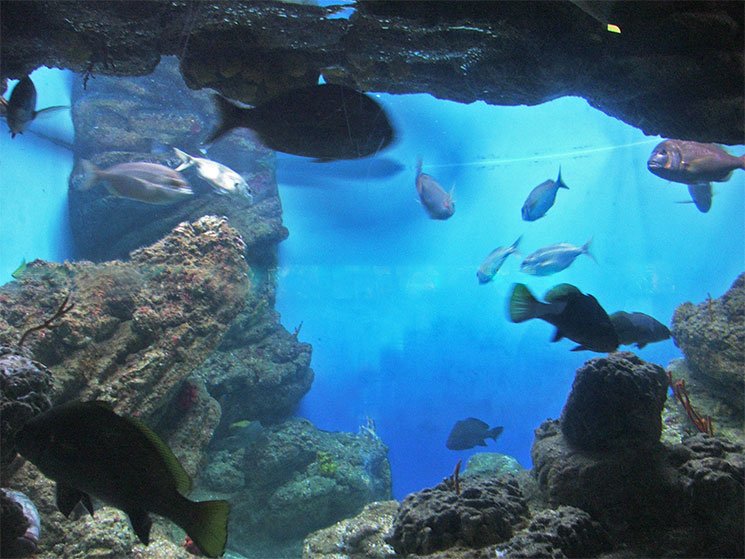 aquario-de-barcelona-9