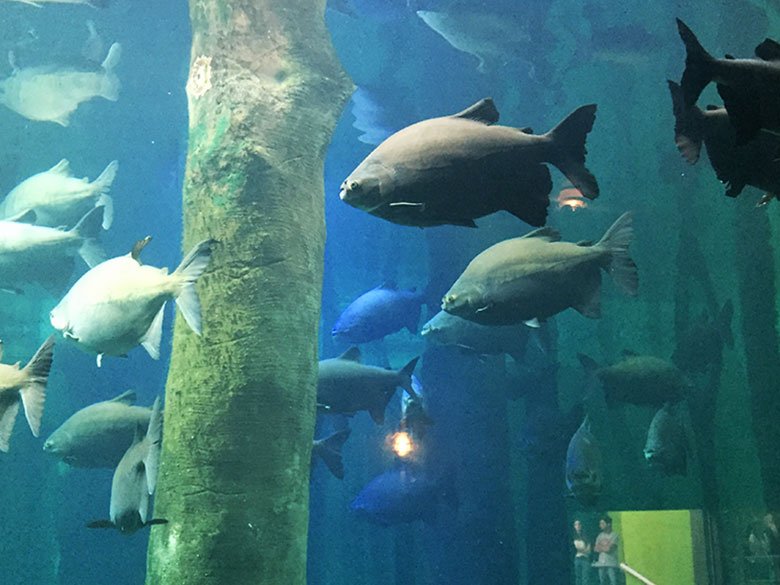 Aquário de São Paulo