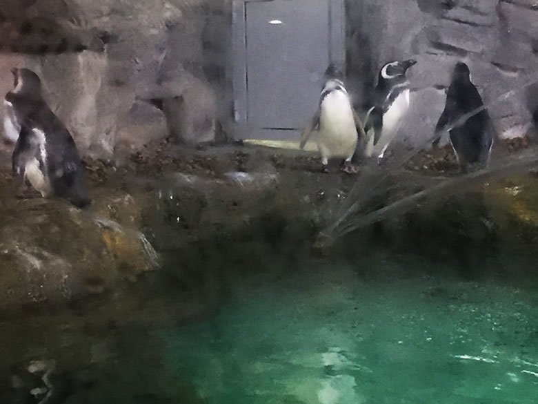 Pinguis no aquário de São Paulo