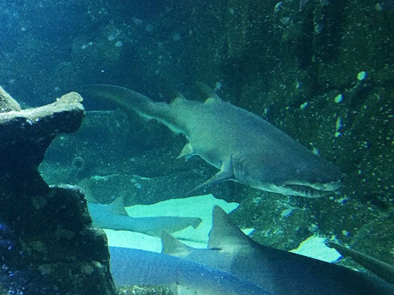 Aquário de tubarões no Aquário de São Paulo