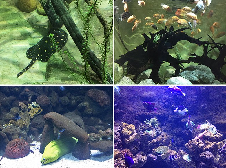 Aquários do Aquário de São Paulo