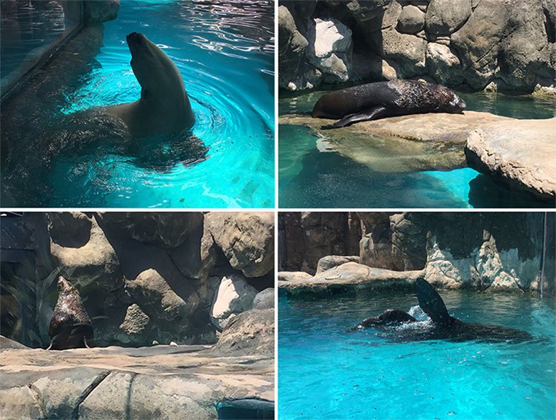 Leão-marinho do aquário de São Paulo