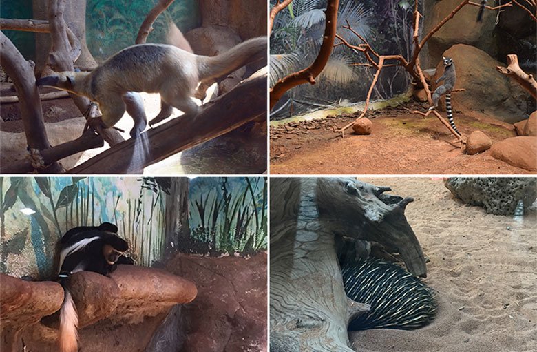 Animais no Aquário de São Paulo