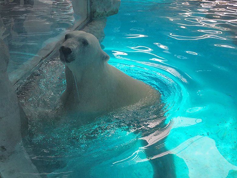 Urso polar do Aquário de São Paulo