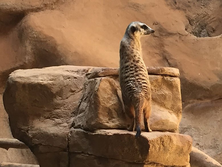 Suricato no Aquário de São Paulo