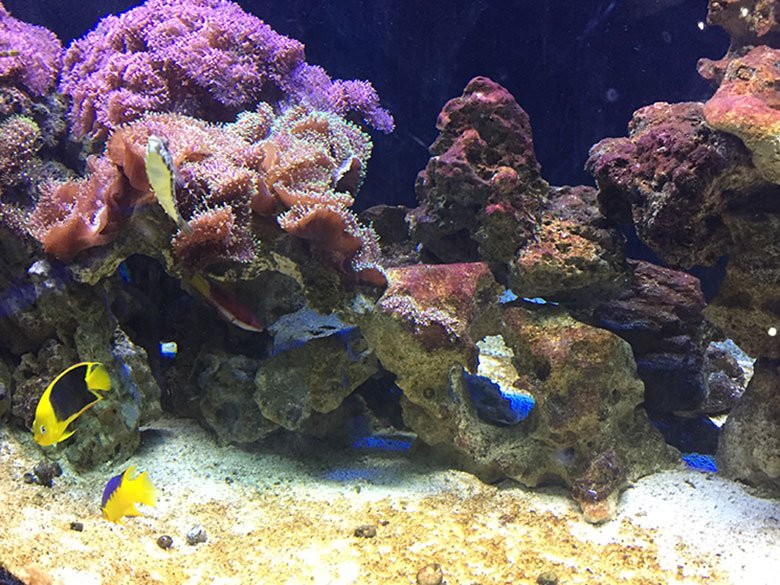 Peixes no Aquário de São Paulo