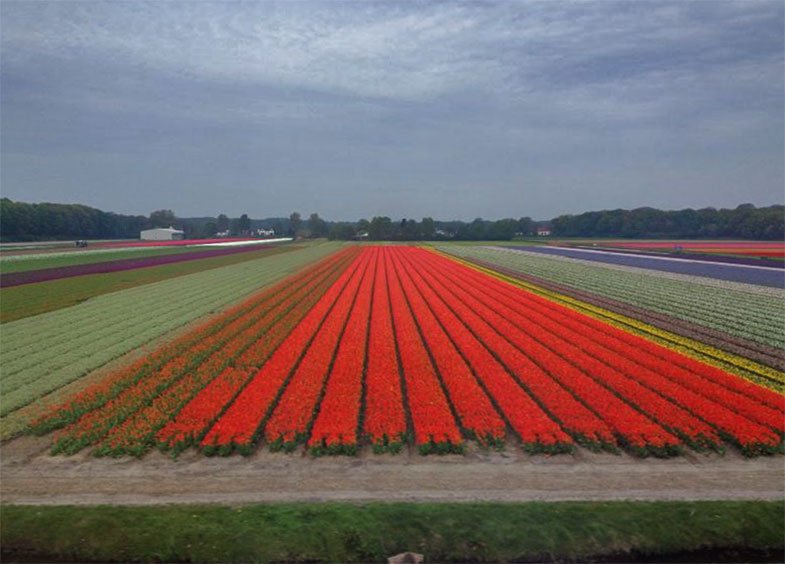Paisagem vista do trem pela Holanda