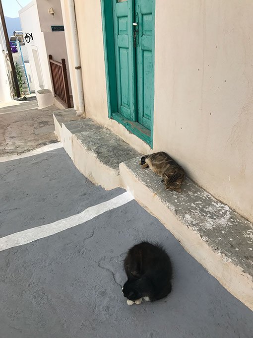 Gatos pelas ruas de Plaka em Milos
