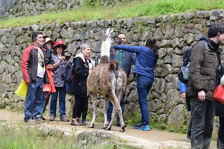 Lhamas em Machu Picchu