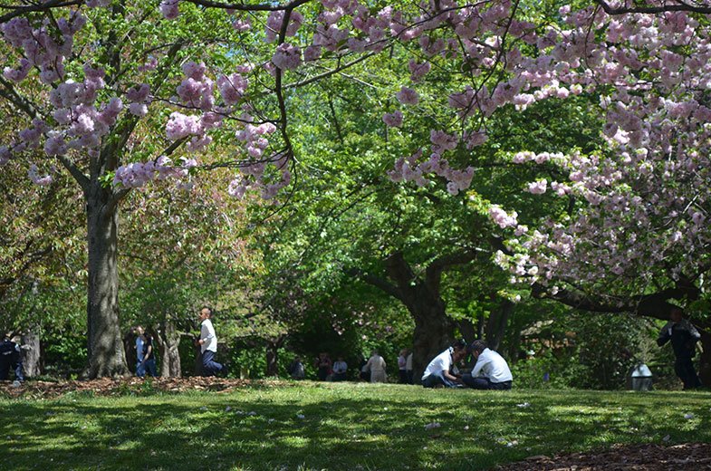Brooklyn Botanic Garden