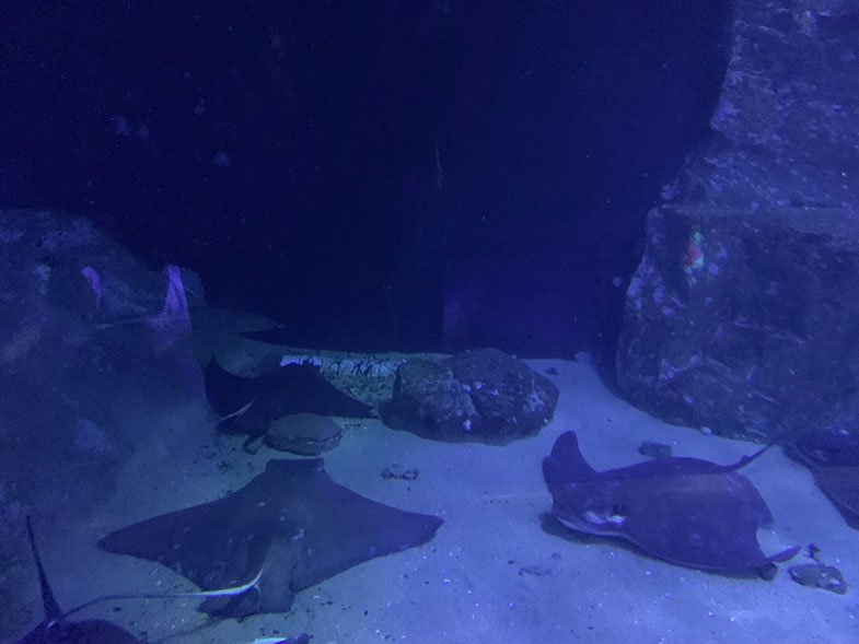 Aquarium of the Bay em San Francisco