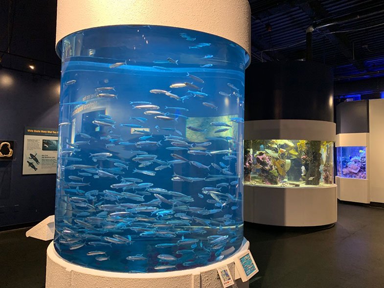 Aquarium of the Bay em San Francisco