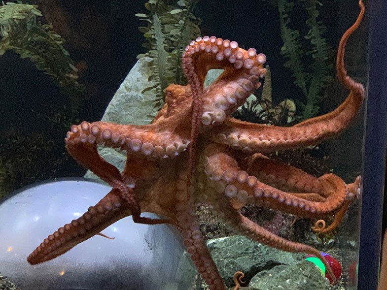 Aquarium of the Bay em San Francisco