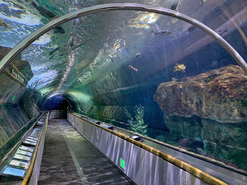 Túnel do aquário
