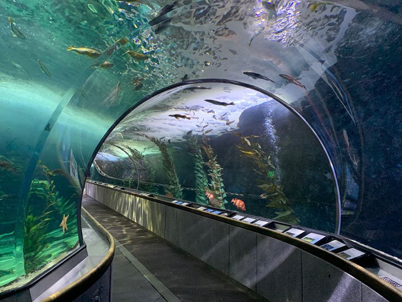 Túnel do aquário 
