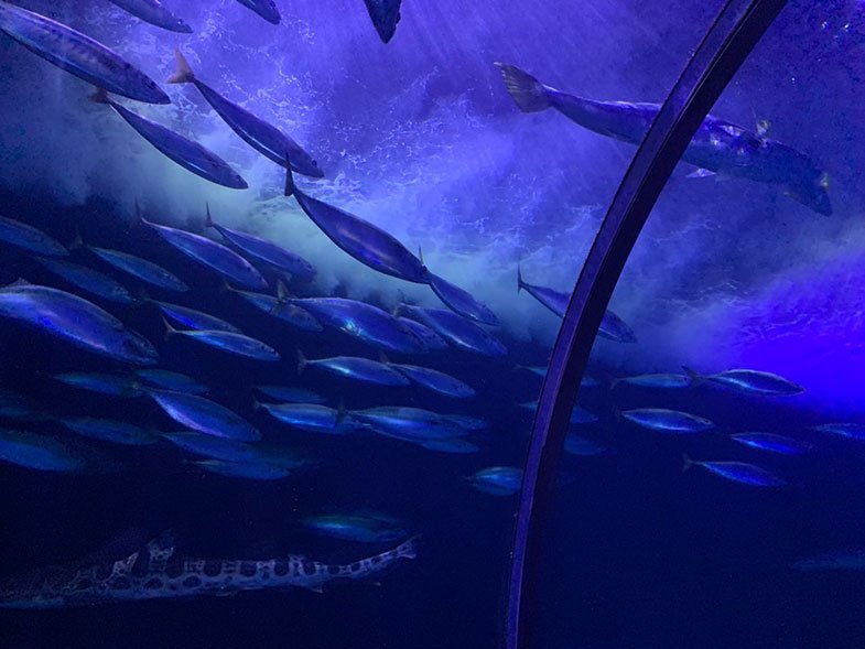 Aquarium of the Bay em San Francisco