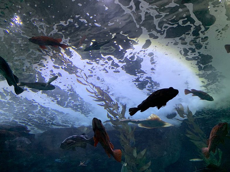 Aquarium of the Bay em San Francisco